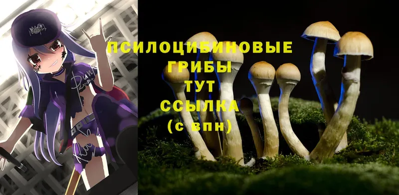 Псилоцибиновые грибы MAGIC MUSHROOMS  кракен   Богучар  купить  